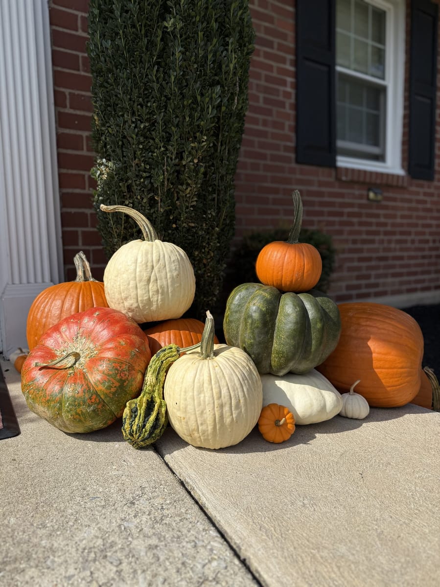 A cluster of orange, white and green heirloom pumpkins and gourds on a sunlit walkway beside a brick wall