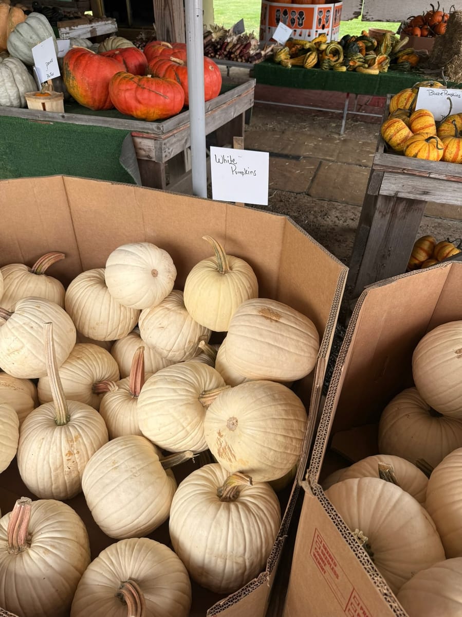 Crates of white heirloom pumpkins at a farm stand, with more varieties sorted on tables behind