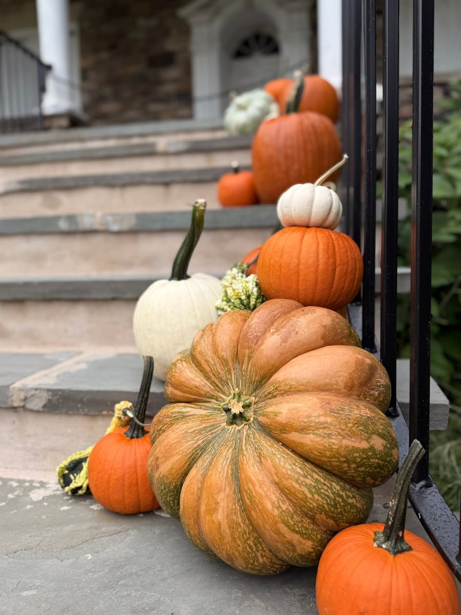 Pumpkins and gourds lining stone steps along an iron railing, a large green-and-orange heirloom pumpkin closest to the camera
