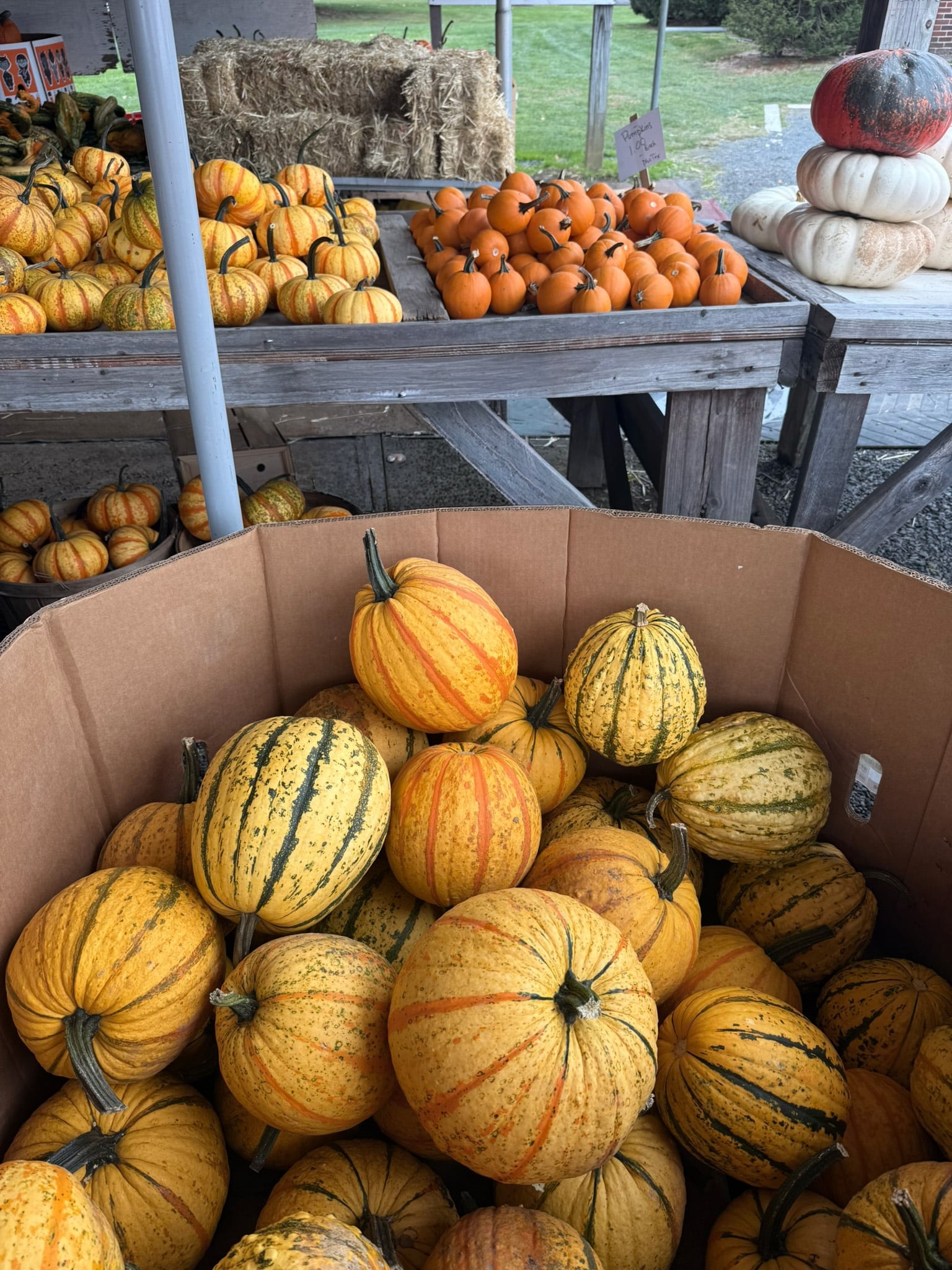 A bin of striped yellow and green heirloom pumpkins, with more sorted onto wooden tables behind it