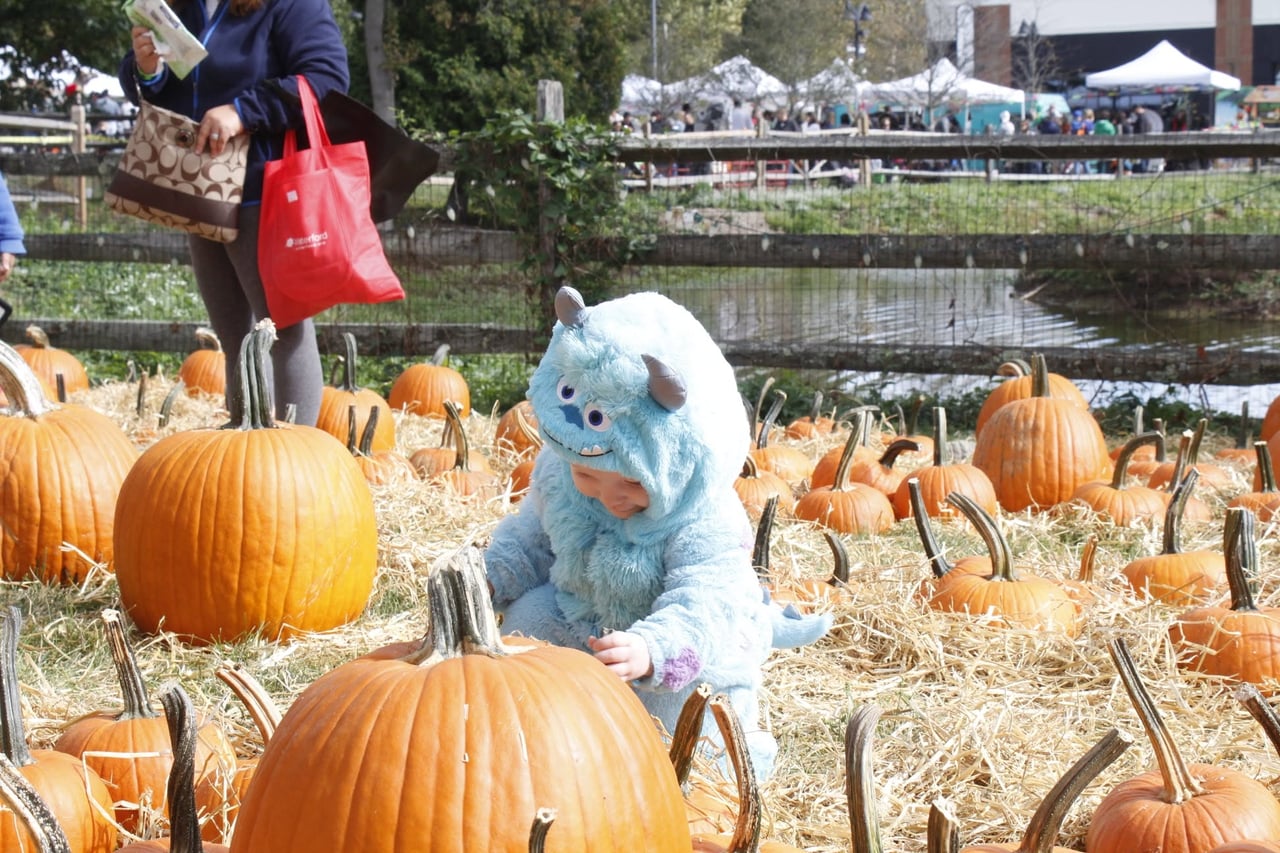 A toddler in a fuzzy blue monster costume crouching between rows of pumpkins laid out on straw