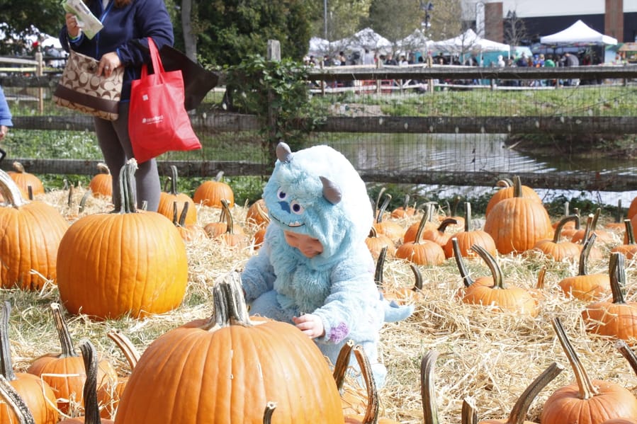 A toddler in a fuzzy blue monster costume crouching between rows of pumpkins laid out on straw